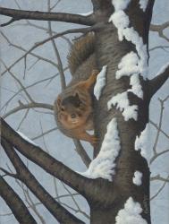 What's Going On - Fox Squirrel | Obraz na stenu