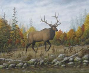 Autumn Elk | Obraz na stenu