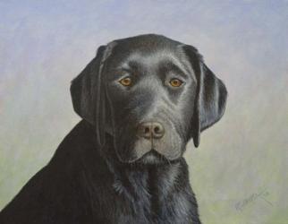 Black Labrador Retriever | Obraz na stenu