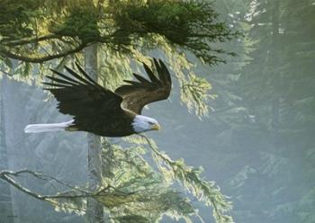 Forest Flight / Eagle | Obraz na stenu
