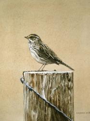 Savannah Sparrow | Obraz na stenu