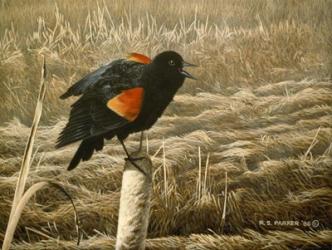 Red Winged Blackbird | Obraz na stenu