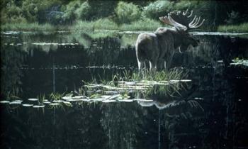 Summer Pond | Obraz na stenu