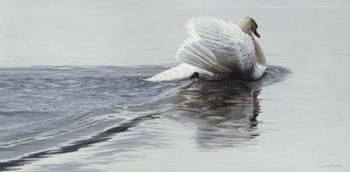 Gliding Swan | Obraz na stenu