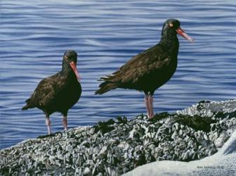 Oyster Catchers | Obraz na stenu