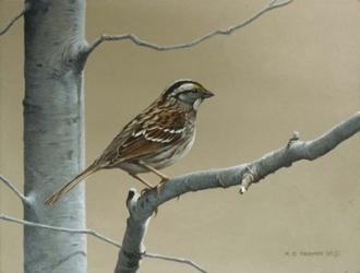 White Throat Sparrow | Obraz na stenu