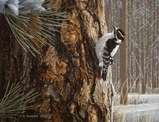 Winter Pine- Downy Woodpecker | Obraz na stenu