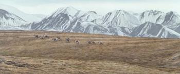 Northern Skyline - Caribou | Obraz na stenu