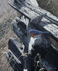 Bluebirds On Rail Fence | Obraz na stenu