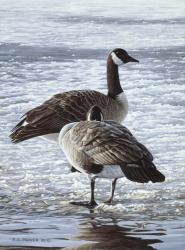 Freeze Up- Canada Geese | Obraz na stenu