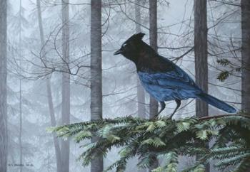 Stellers Jay In Fog | Obraz na stenu