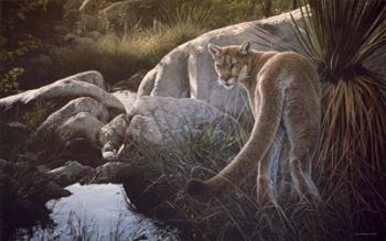 Creekside Cougar | Obraz na stenu