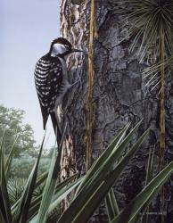 Red Cockaded Woodpecker | Obraz na stenu