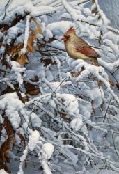 Cardinal In Brambles | Obraz na stenu