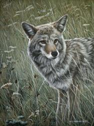 Coyote In The Grass | Obraz na stenu