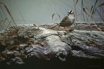 Driftwood 3 | Obraz na stenu