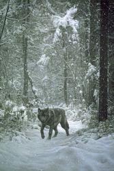 Winter Encounter - Wolf | Obraz na stenu