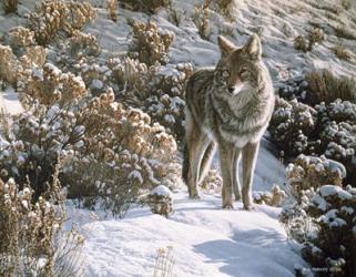 Winter Sage- Coyote | Obraz na stenu