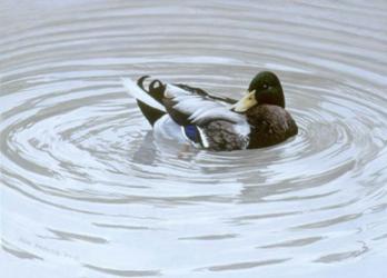 Preening | Obraz na stenu