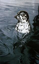 Harbor Seal | Obraz na stenu