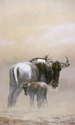 Wildebeest | Obraz na stenu