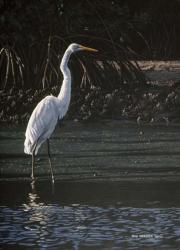 Great Egret | Obraz na stenu