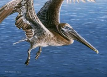 Flying Pelican | Obraz na stenu