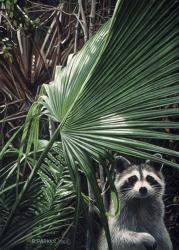 Everglades Raccoon | Obraz na stenu