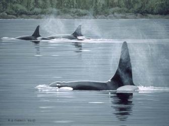 Orcas | Obraz na stenu