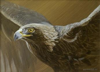 Golden Eagle | Obraz na stenu
