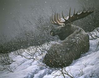 Moose In The  Brush | Obraz na stenu