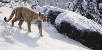 Soft Snow- Cougar | Obraz na stenu