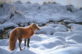 Icy Morning- Red Fox | Obraz na stenu