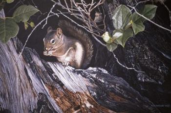 Red Squirrel In Salac | Obraz na stenu