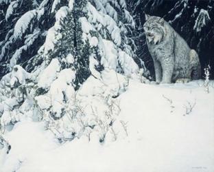 Silent Forest- Lynx | Obraz na stenu