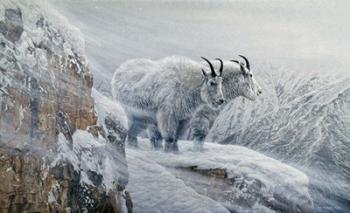Winter's Fury Mountain Goat | Obraz na stenu
