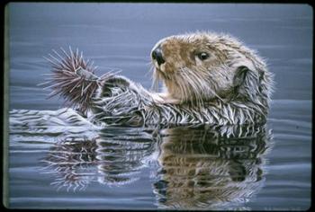 Sea Otter With Urchin | Obraz na stenu