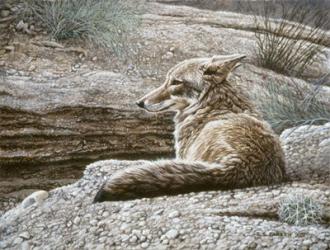 Resting Coyote | Obraz na stenu