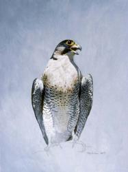 Peregrine Falcon | Obraz na stenu