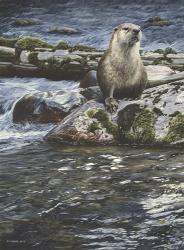 Riverside Pause- River Otter | Obraz na stenu
