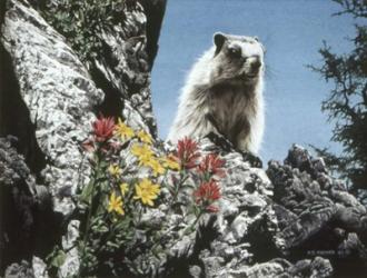 Young Marmot | Obraz na stenu