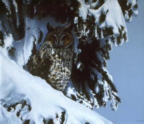 Long Eared Owl | Obraz na stenu