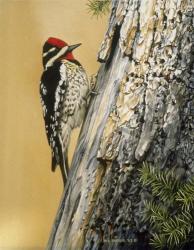 Yellow Bellied Sapsucker | Obraz na stenu