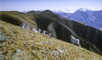 Dall Sheep | Obraz na stenu