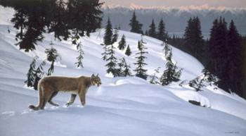 Cougar In Snow | Obraz na stenu