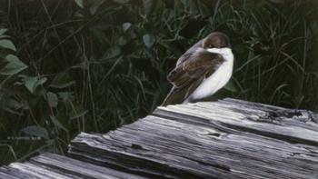 Tree Swallow | Obraz na stenu
