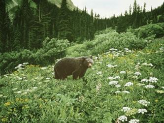 Old Man Of The Mountain- Black Bear | Obraz na stenu