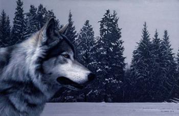 Gray Wolf Portrait | Obraz na stenu