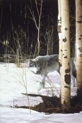 Grey Wolf & Aspen | Obraz na stenu