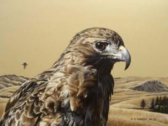 Red Tailed Hawk 2 | Obraz na stenu